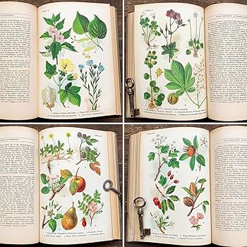 Amazon.co.jp: [難あり]ドイツの古い植物図鑑(DIE